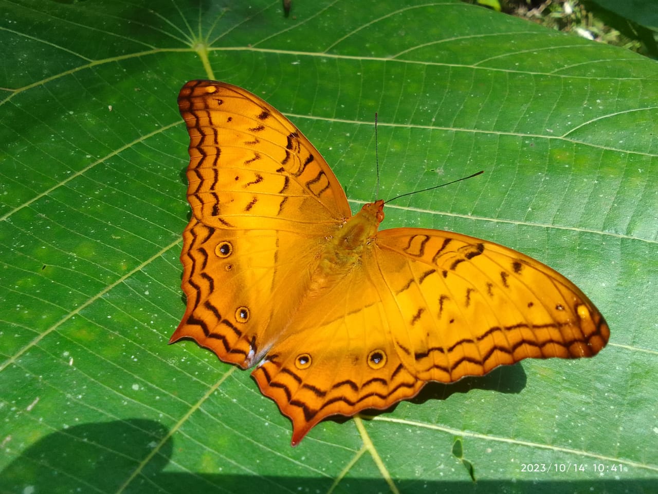 WhatsApp-Image-2025-02-27-at-11.20.58-1